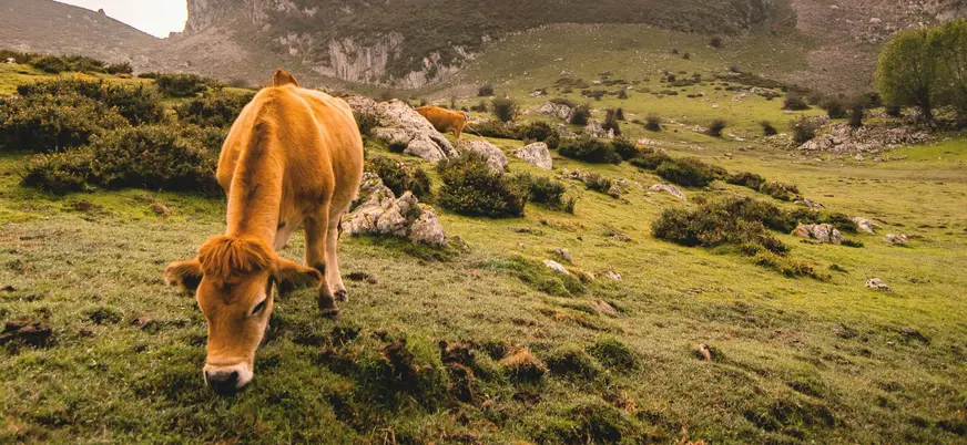 Vaca pastando tranquilamente en los verdes prados de los Lagos de Covadonga, rodeada de montañas y naturaleza asturiana.