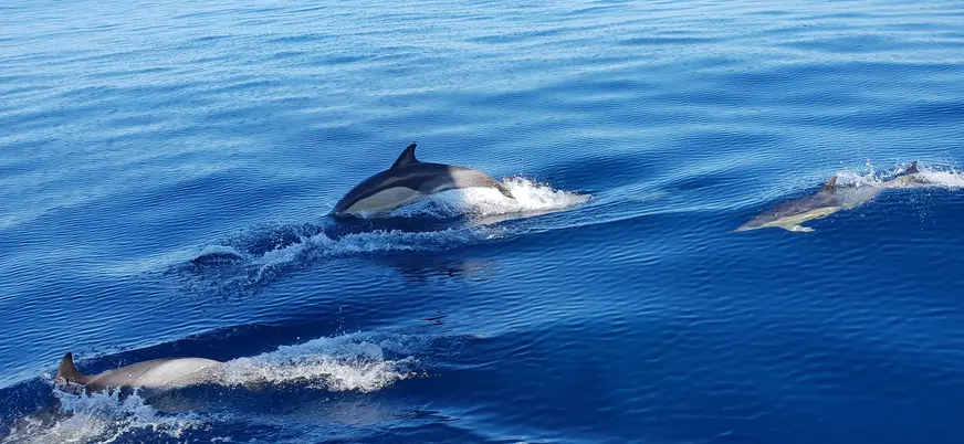 Varios delfines nadando y saltando en aguas del mar Mediterráneo en Mallorca