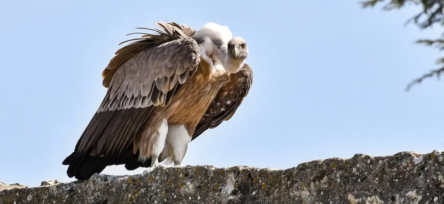 Buitre leonado posado, zona montañosa Picos de Europa