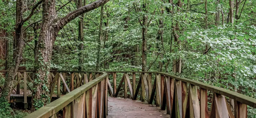 Pasarela de madera entre árboles en el bosque de secuoyas.