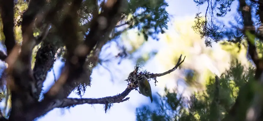 Pequeño pájaro en un árbol en la ruta de Caldeirão Verde, Madeira