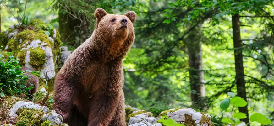 Oso Pardo en la Senda del Oso, Proaza