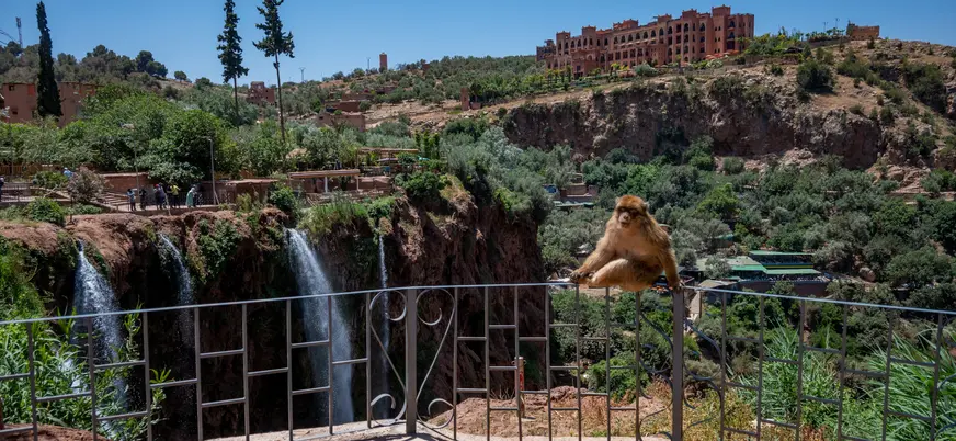 Mono junto a las Cascadas de Ouzoud en Marruecos