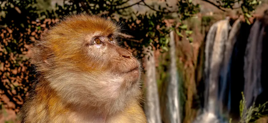 Primer plano de mono en las Cascadas de Ouzoud, Marruecos