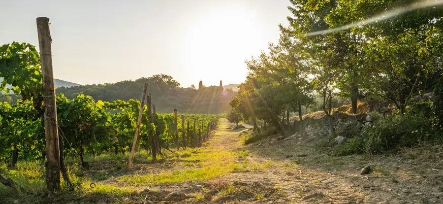 Sendero entre hileras de viñedos en la Toscana