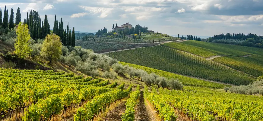 Hileras de viñedos y cipreses en la Toscana