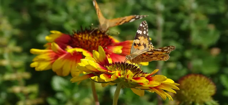 Mariposas en los jardines de Granada.