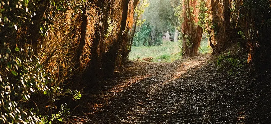 Camino sombreado entre árboles en el parque botánico de Fonte Baxa, Asturias
