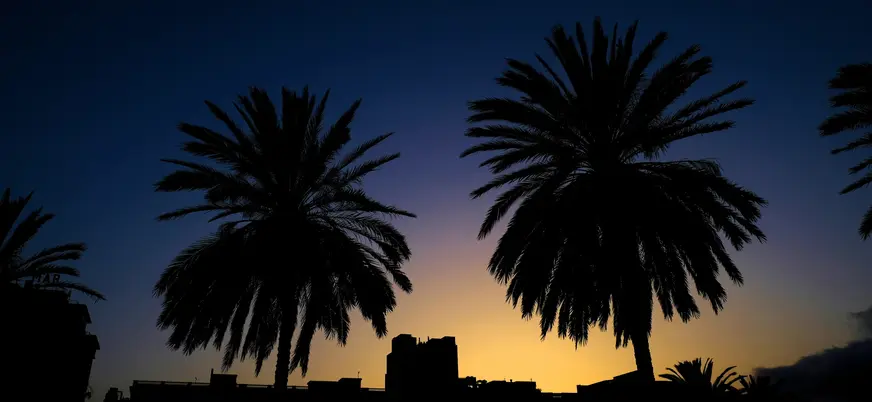 Siluetas de palmeras y edificios contra el cielo al atardecer en Las Palmas.
