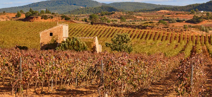 Viñedos en Utiel-Requena con caseta rural y montes al fondo.