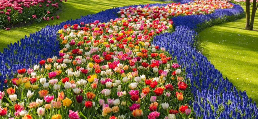 Tulipanes de Keukenhof excursión español desde Utrecht