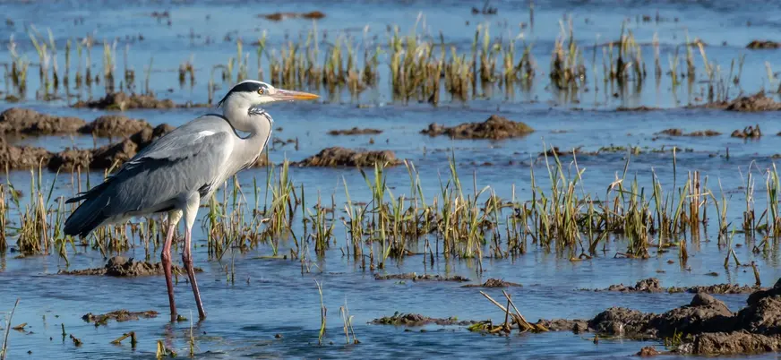 Garza real en un campo de arroz inundado en la Albufera de Valencia.