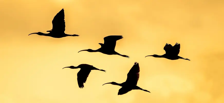 Siluetas de ibis volando al atardecer sobre la Albufera de Valencia