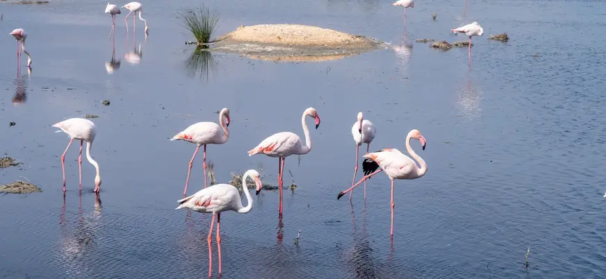 Flamencos rosados en las aguas de la Albufera de Valencia
