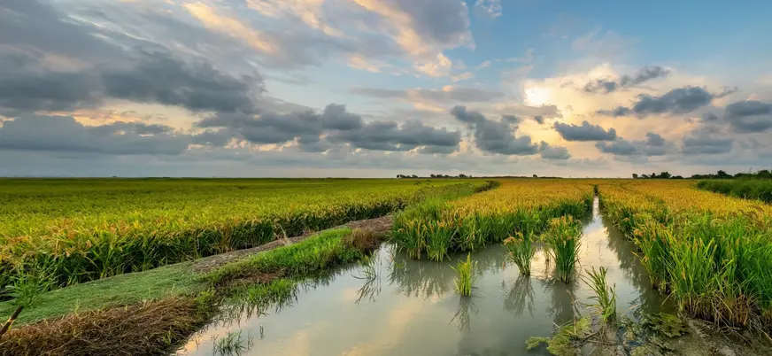 Canales de agua entre arrozales al atardecer en la Albufera de Valencia