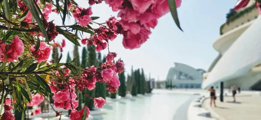Adelfas rosas ante la Ciudad de las Artes y las Ciencias de Valencia.