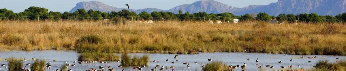 Parque Natural de la Albufera-Valencia