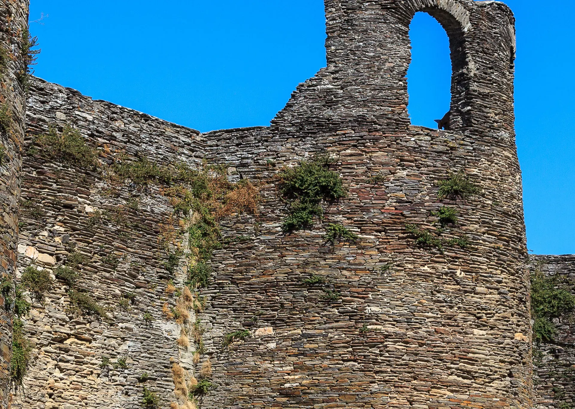 Excursiones y visitas guiadas en Lugo - Buendía
