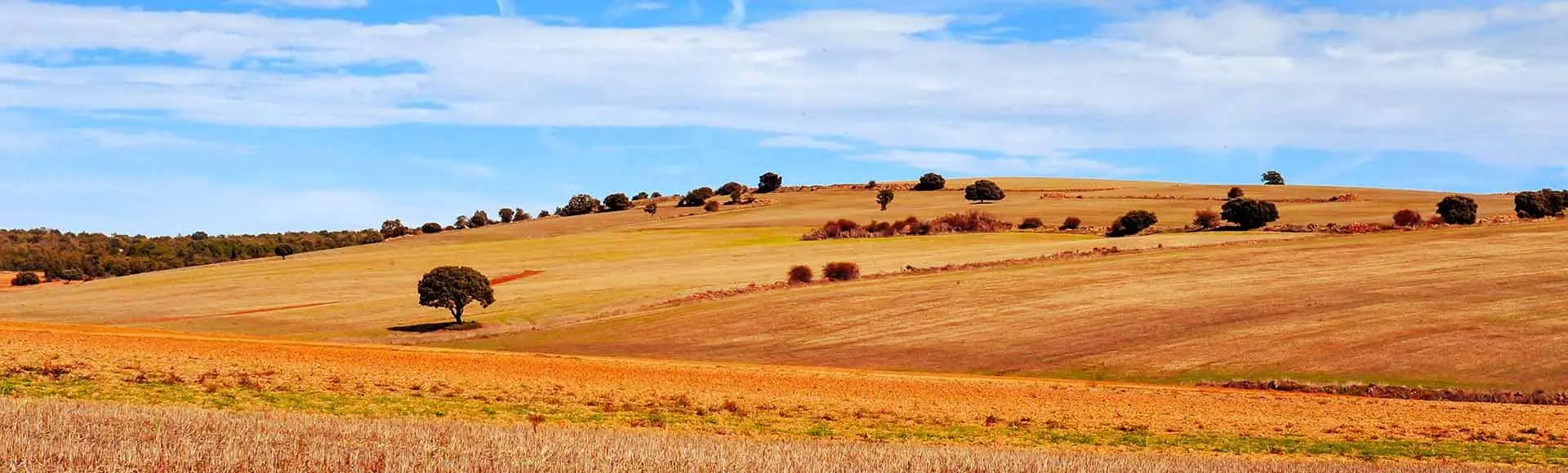 Visitas guiadas y excursiones en Castilla y León - Buendía