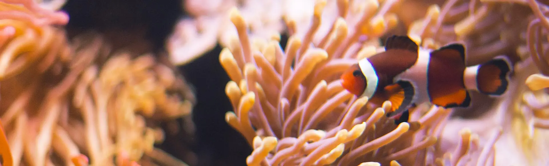 Entrada al Acuario de Gijón - Excursiones y Actividades en Gijón - Buendía Tours
