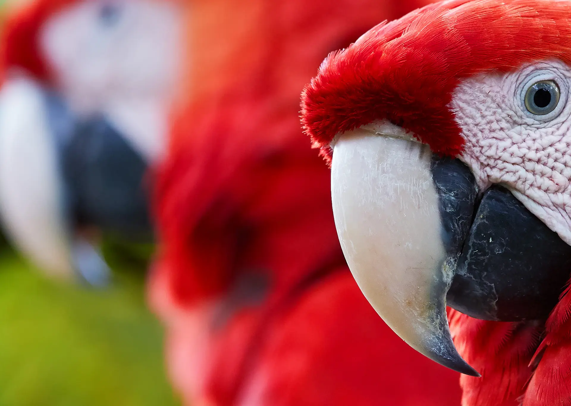 Loros en parque de animales - Entradas para el Loro Parque de Santa Cruz de Tenerife - Buendía Tours Canarias 