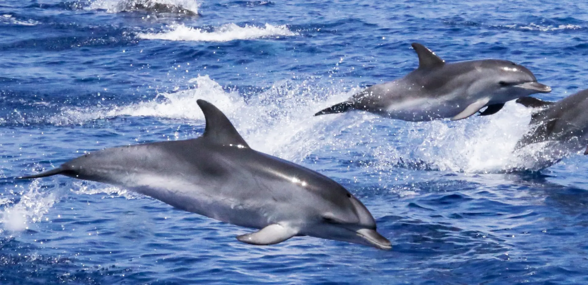 Delfines en el estrecho de Gibraltar - Tour a Gibraltar desde Málaga y Observación de Delfines - Buendía Andalucía