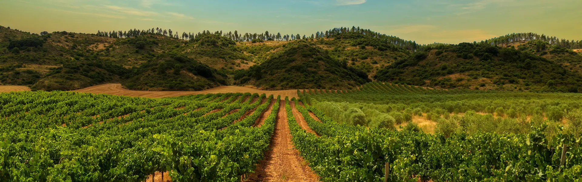 Viñedo Navarro cerca de Pamplona - Visita Guiada Bodegas de Pago Larrainzar con cata - Buendía Navarra