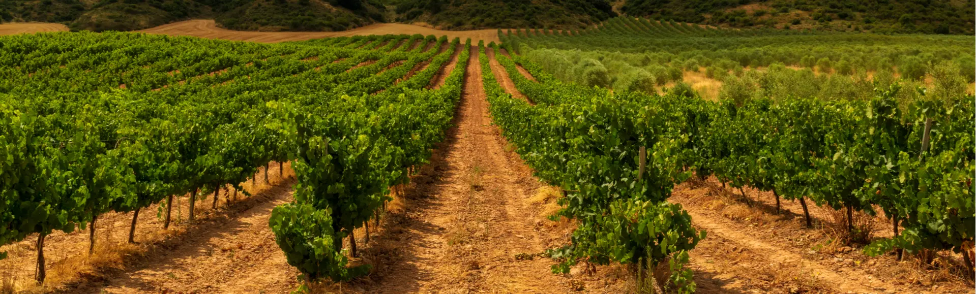 Viñedo en Navarra - Experiencia Garnacha en Bodegas Caudalia - Actividades y Excursiones en Pamplona Buendía
