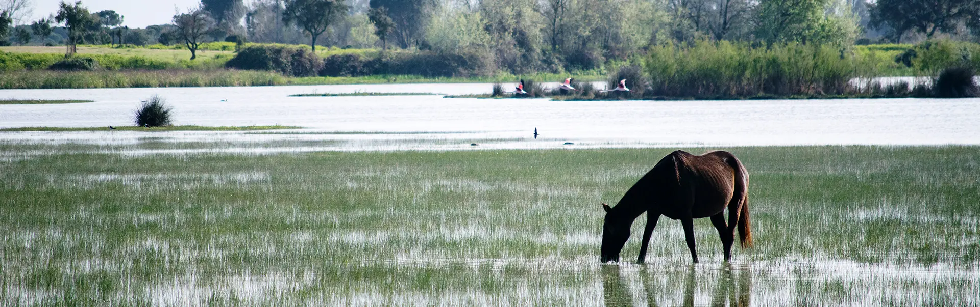 Excursión a Doñana desde Sevilla