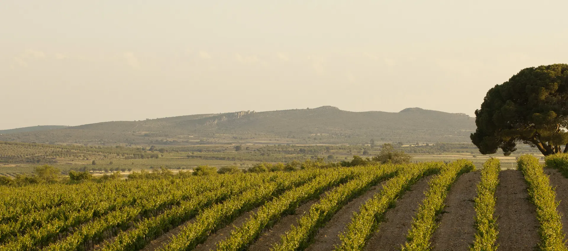 Visita Guiada y Cata en la Bodega Sierra Norte Calderón - Excursiones y Actividades en Valencia - Buendía