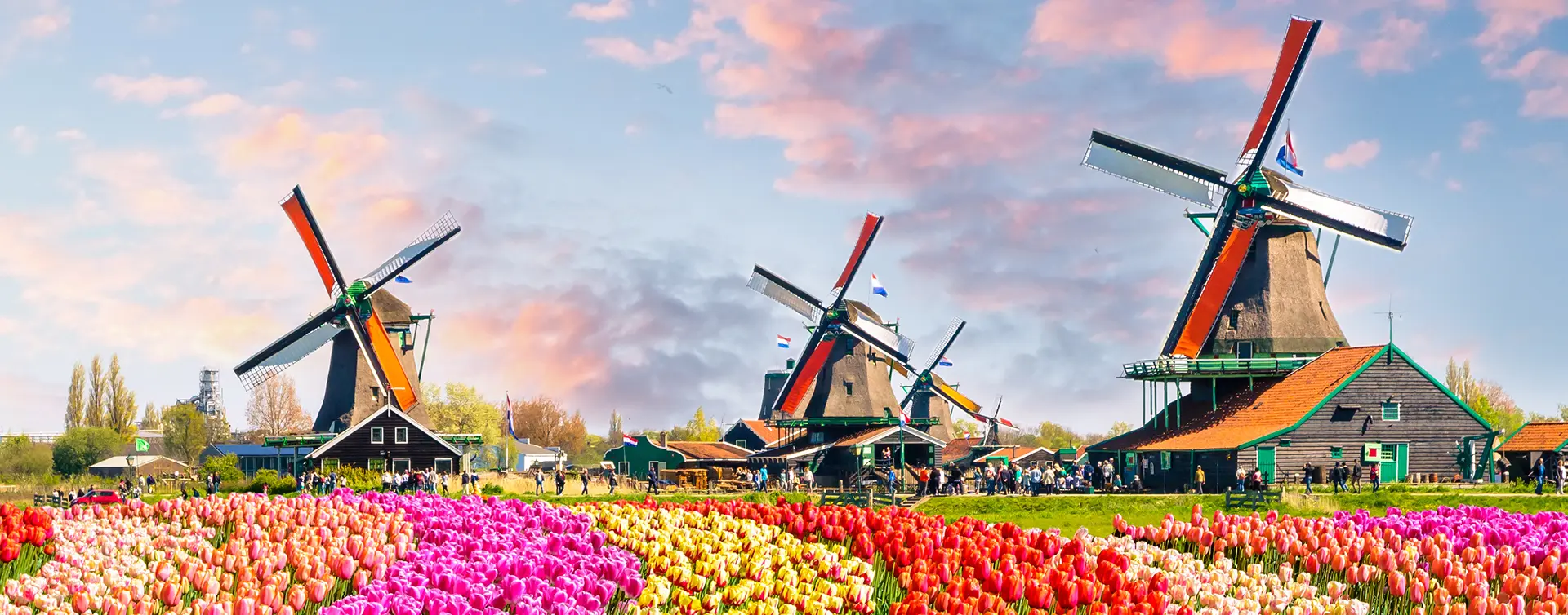 Molinos de viento y campo de tulipanes - Excursión a los Jardines de Keukenhof desde Ámsterdam - Actividades y Excursiones Buendía Tours Países Bajos