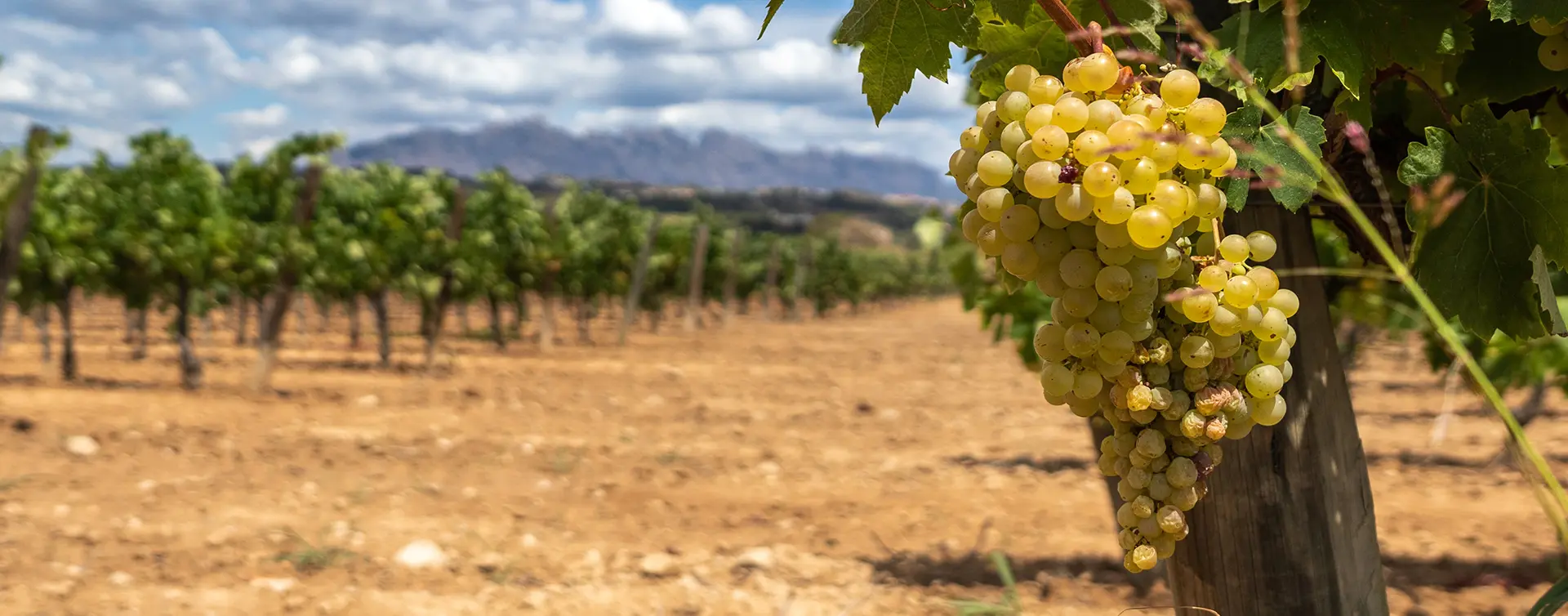 Viñedos y racimo de uva Verdejo - Visita y Cata en la Bodega Verderrubí - Excursiones y Actividades Buendía Valladolid, Castilla y León
