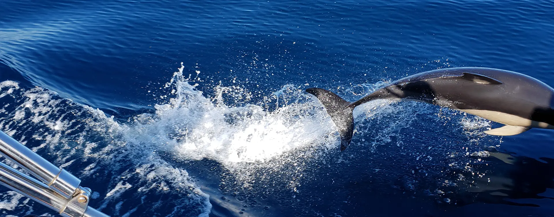 Avistamiento de delfines, ballenas y tortugas marinas - Observación de Delfines en Lagos - Actividades y Excursiones Buendía Algarve, Portugal
