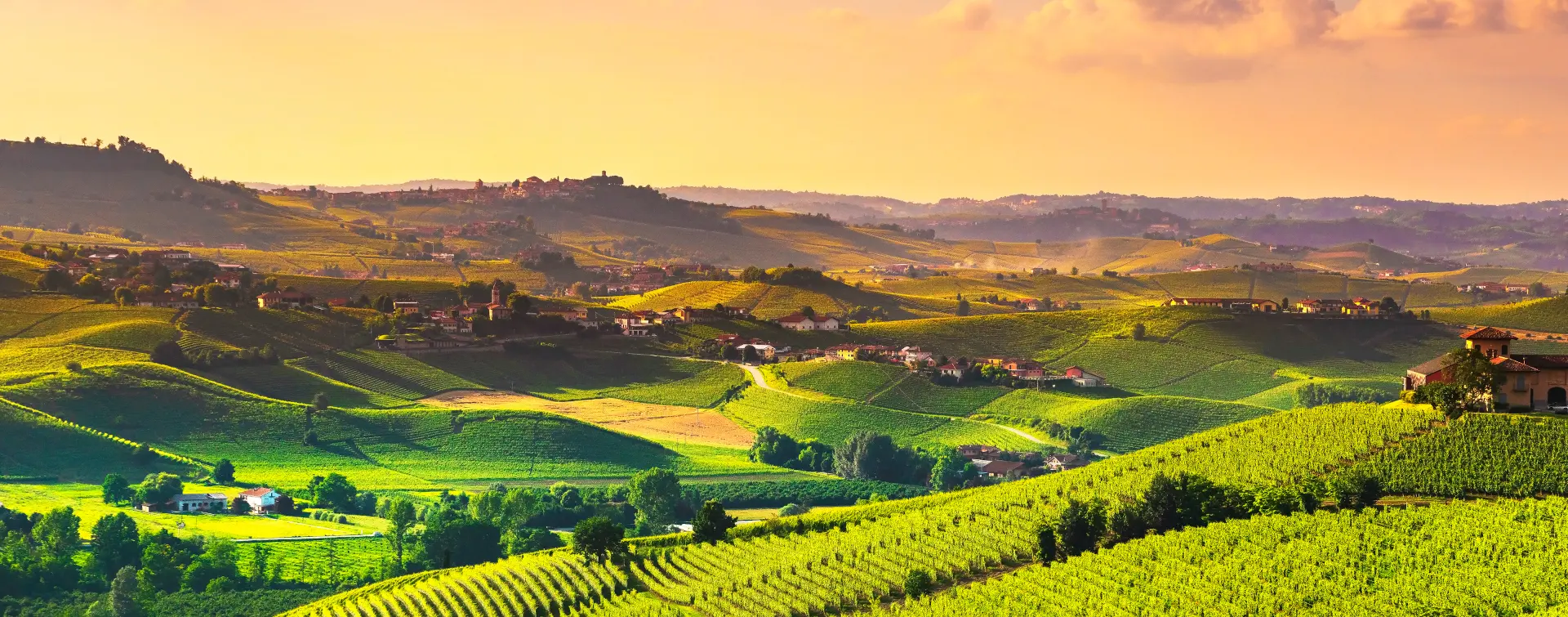 Vista panorámica de los viñedos del Chianti - Tour de Medio Día a la Región del Chianti y sus Viñedos - Actividades y Excursiones Buendía Toscana, Italia