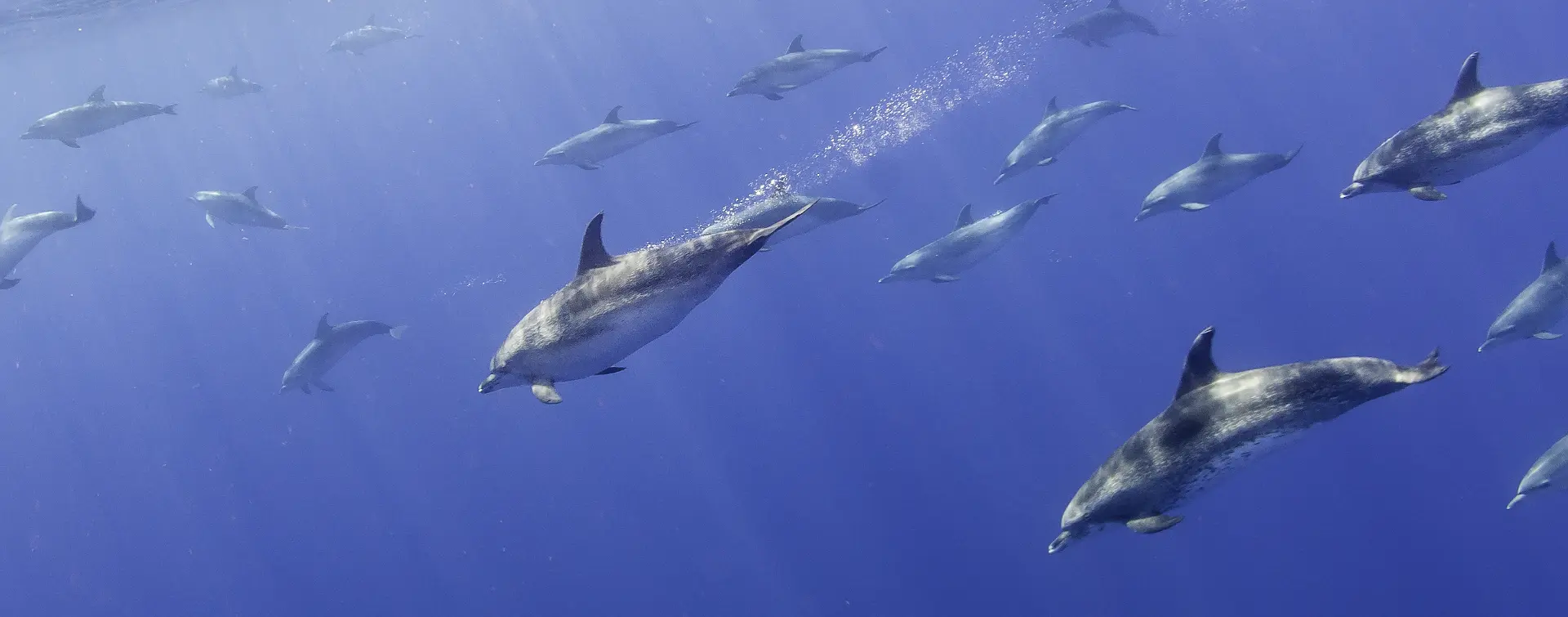 Avistamiento de Delfines en el Algarve - Actividades y Excursiones Buendía Portugal