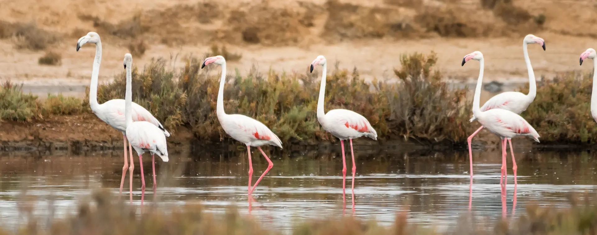Flamencos rosas en Ria Formosa en Faro - Observación de Aves en el Algarve - Actividades y excursiones Portugal
