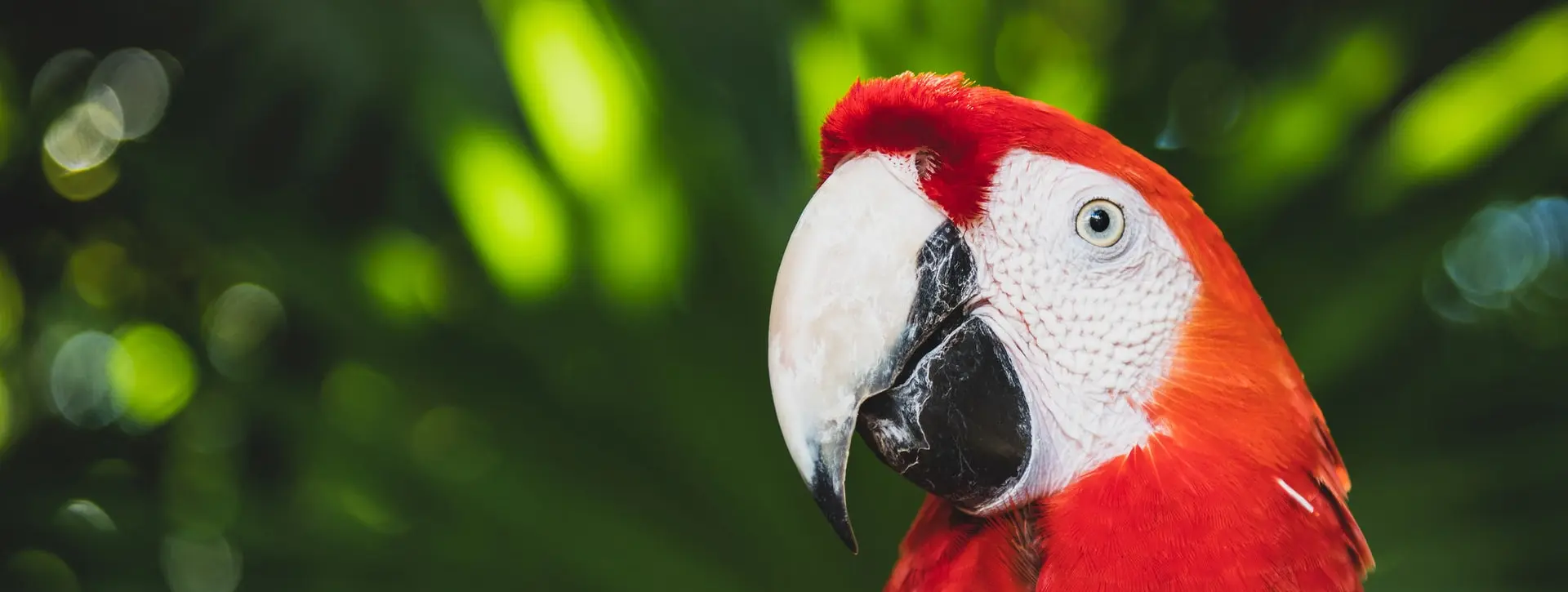 Loros coloridos en el parque Xcaret - Excursión a Xcaret desde Cancún o Riviera Maya - Actividades y Tours Buendía México