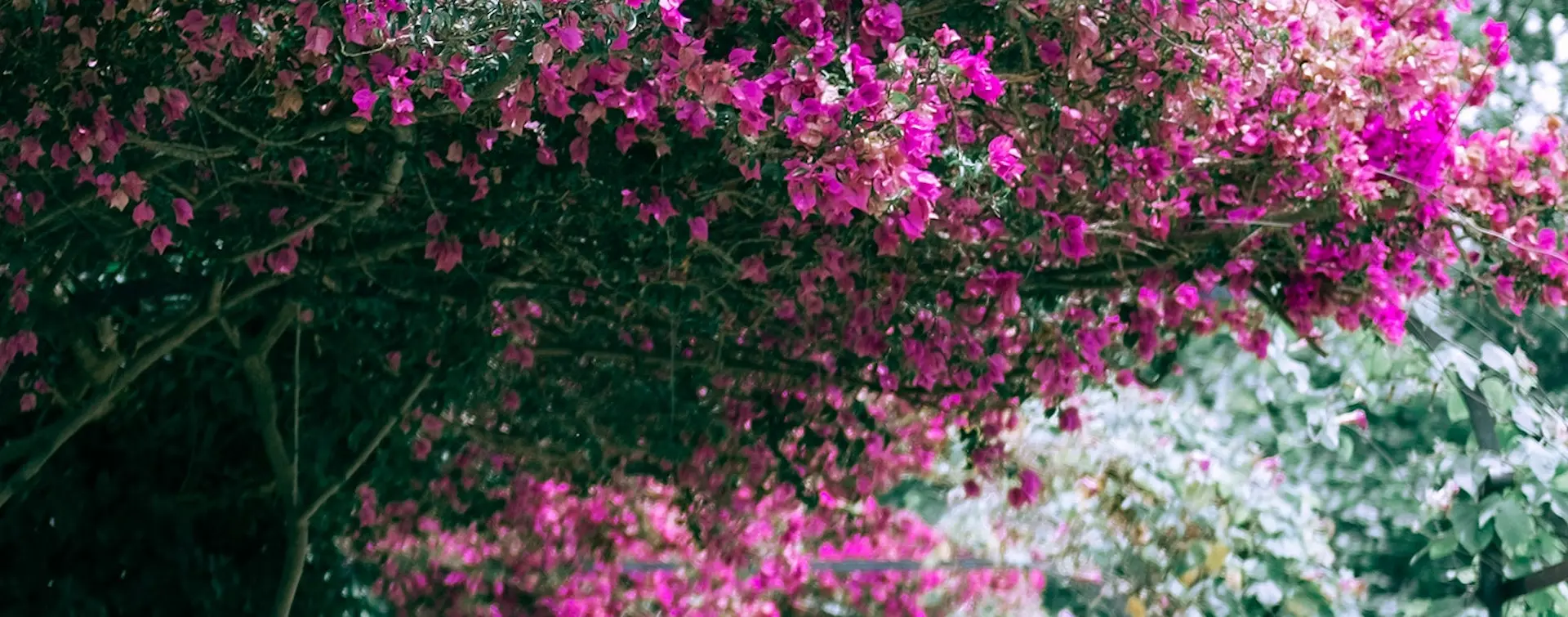 Entradas para Jardines de Alfabia