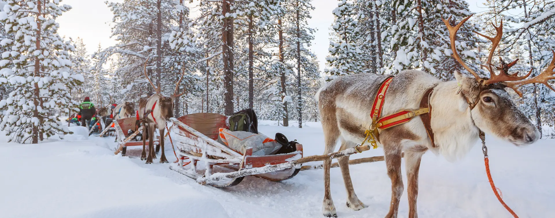 Visita una Granja de Renos - Excursiones y Visitas guiadas en español Buendía Laponia, Finlandia