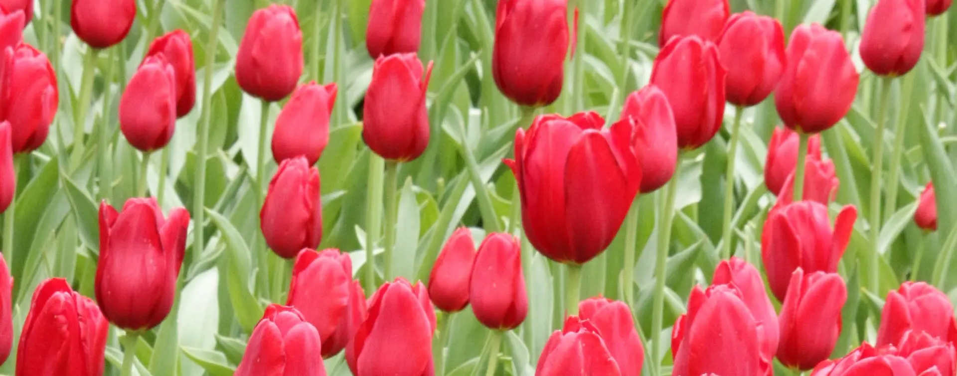 Tour Privado por Keukenhof desde Ámsterdam  Excursiones y Visitas guiadas en español Buendía Países Bajos
