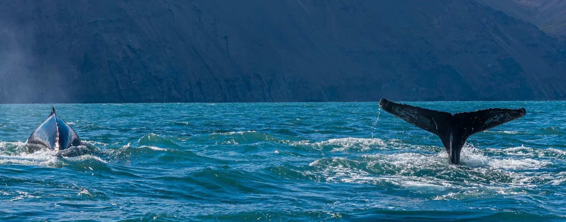 Avistamiento de ballenas desde Reikiavik