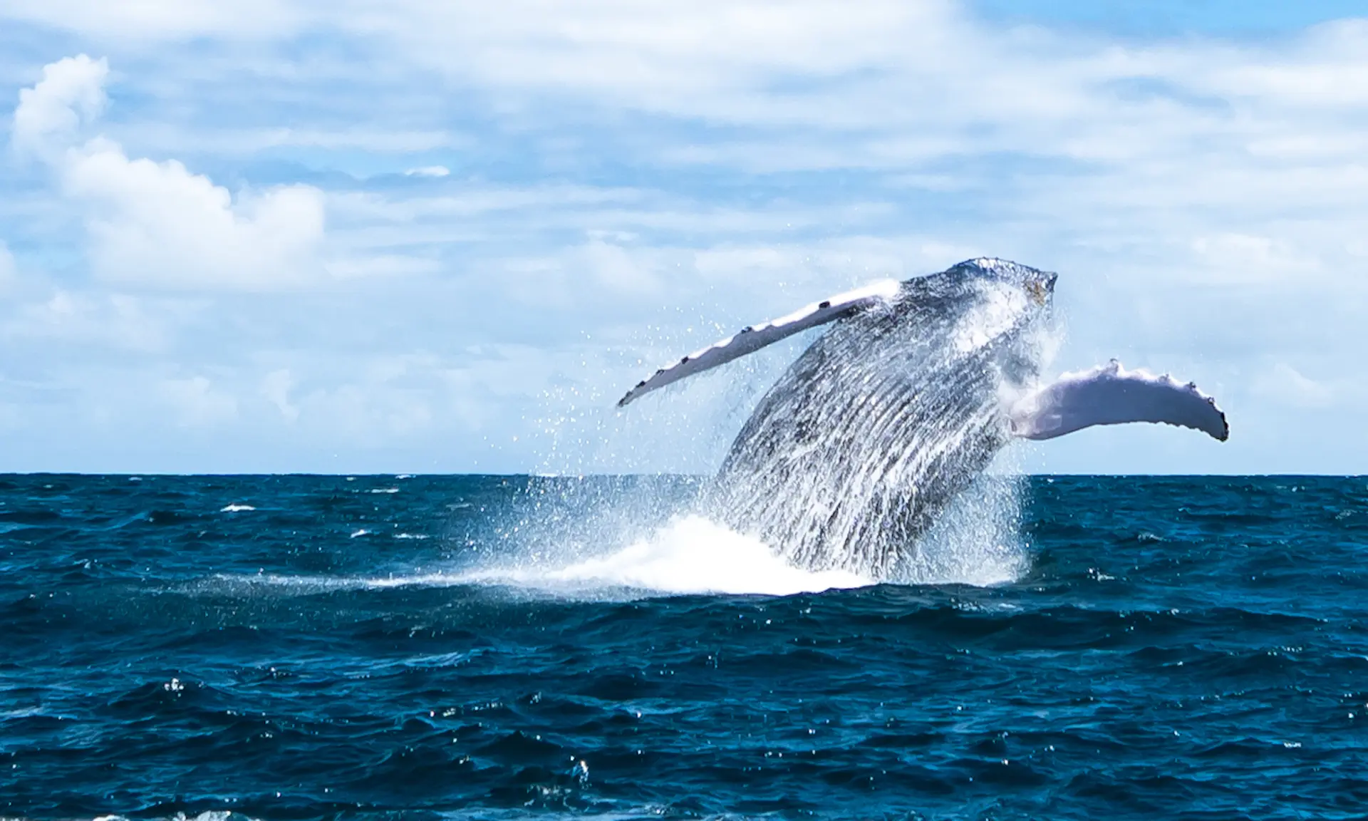Avistamiento de ballenas jorobadas en bahía de Samaná desde Punta Cana