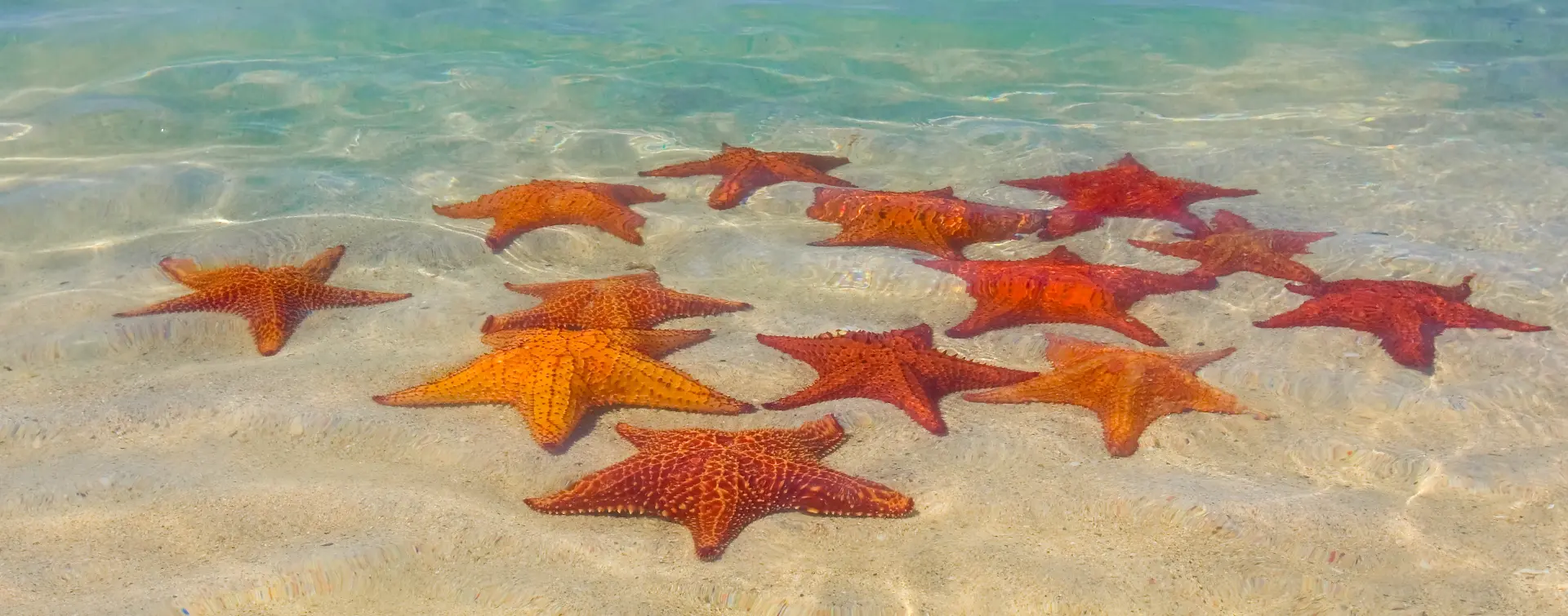 Excursión en Catamarán y Snorkeling