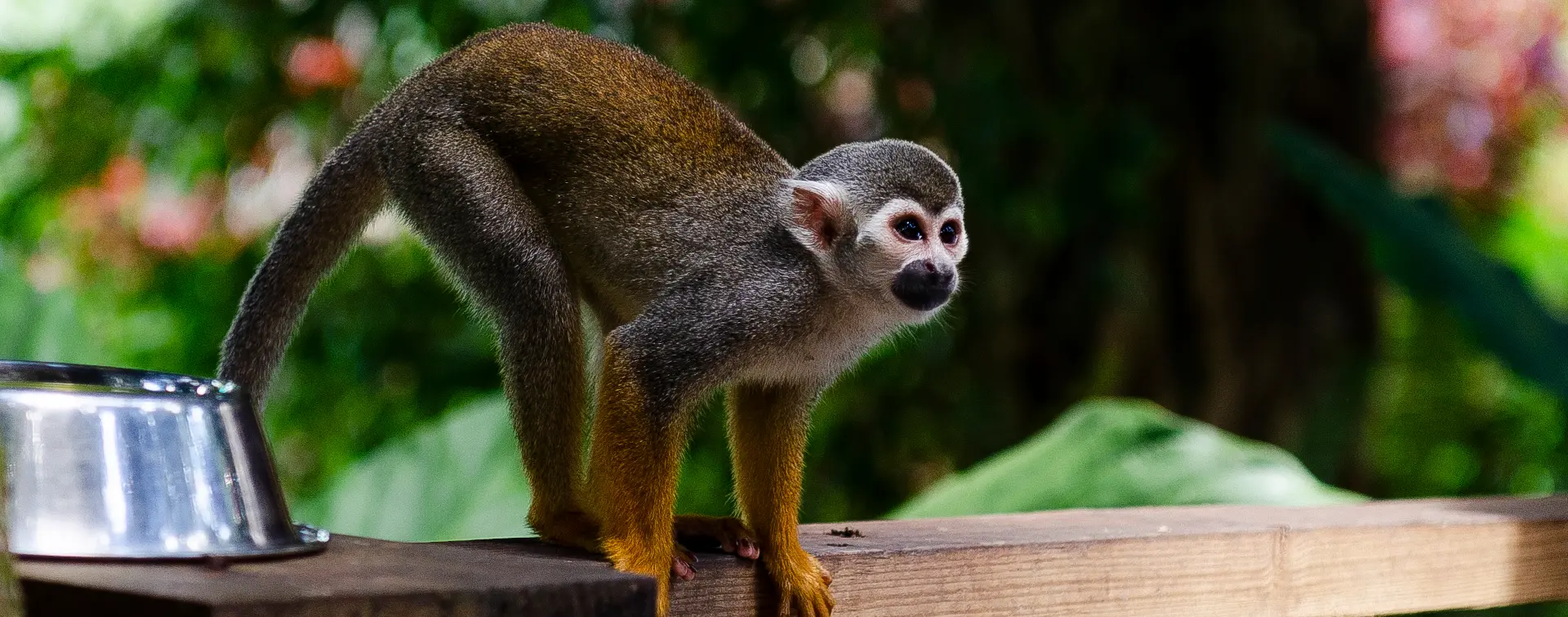Excursión al MonkeyLand de Punta Cana