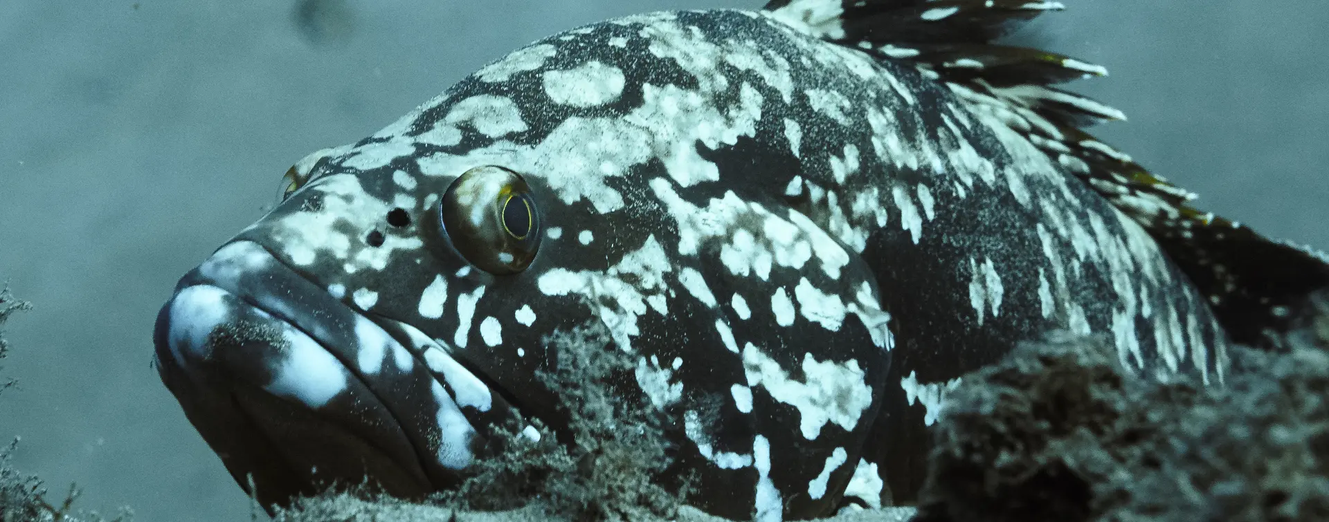 Bautismo de buceo con 2 inmersiones en Puerto del Carmen