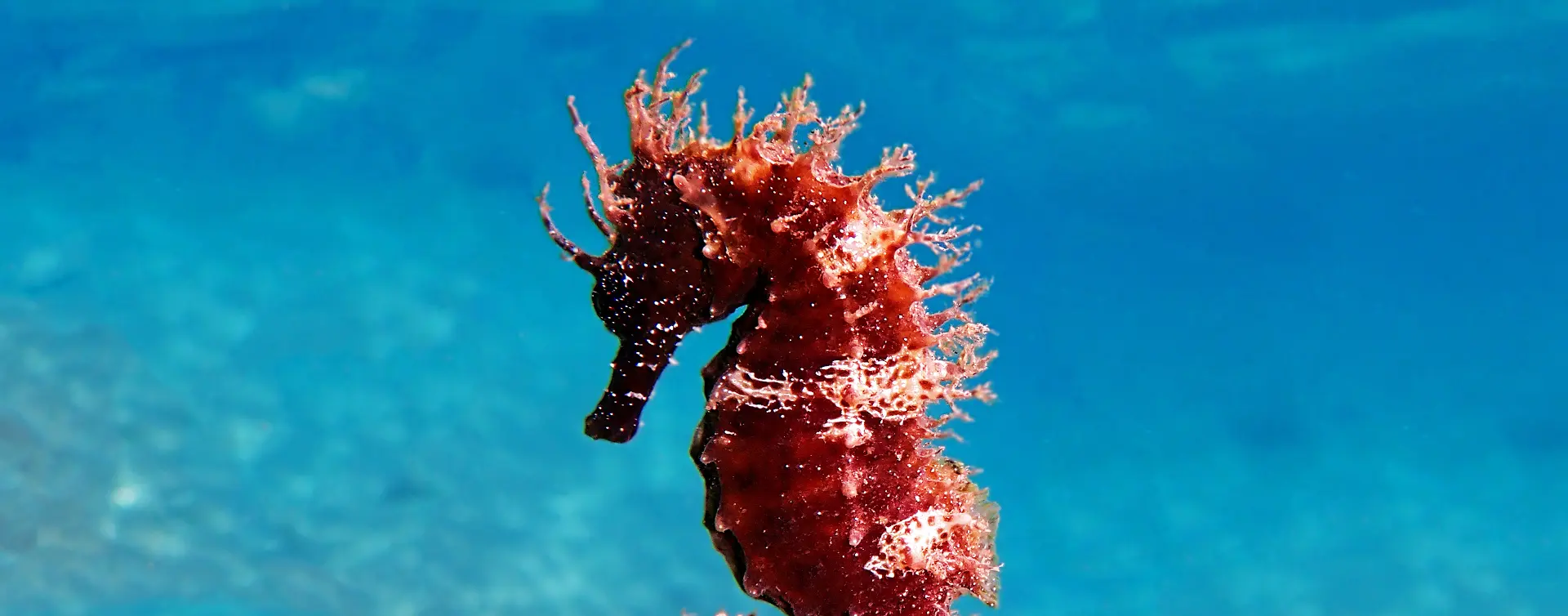 Bautismo de Buceo en Puerto del Carmen