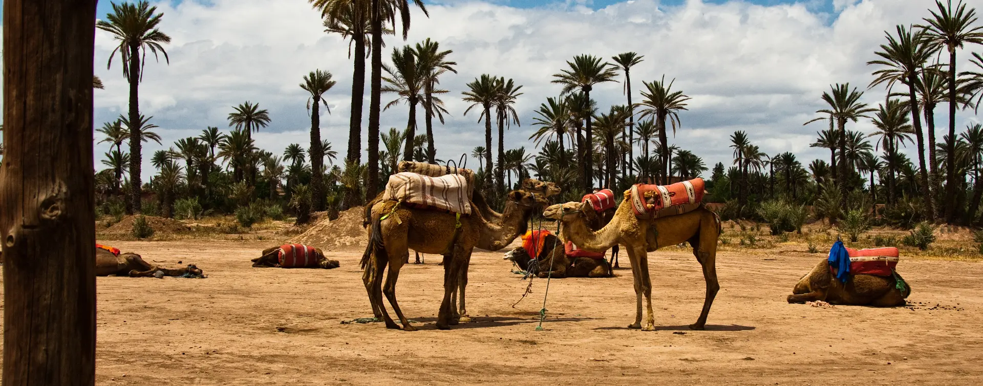 Paseo en camello por el Palmeral con degustación de té