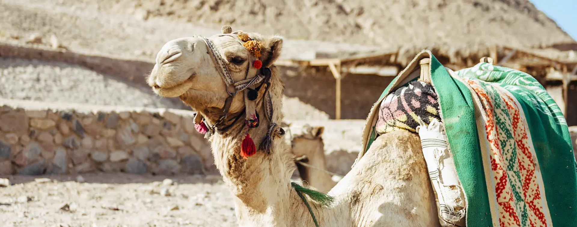 Ruta en Quad y Paseo en Camello por el Palmeral de Marrakech