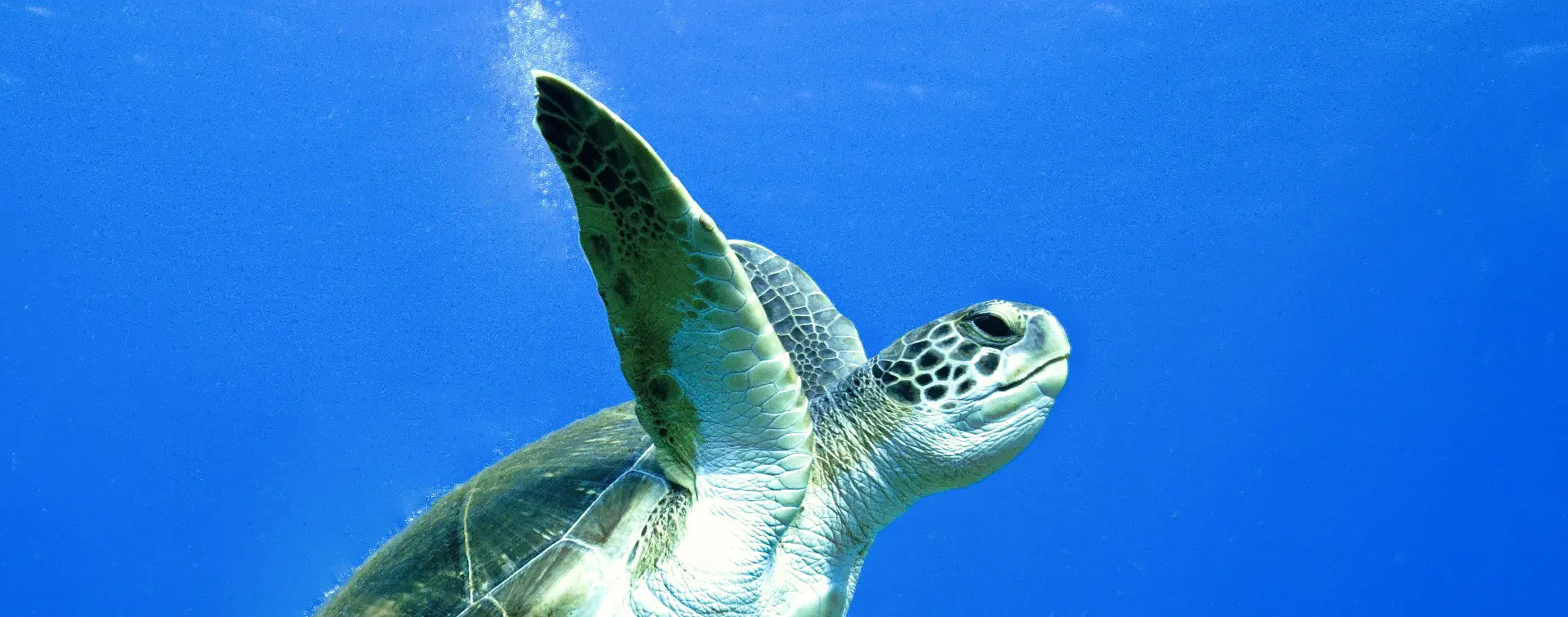 Excursión de snorkel por las lavas sumergidas de Tenerife
