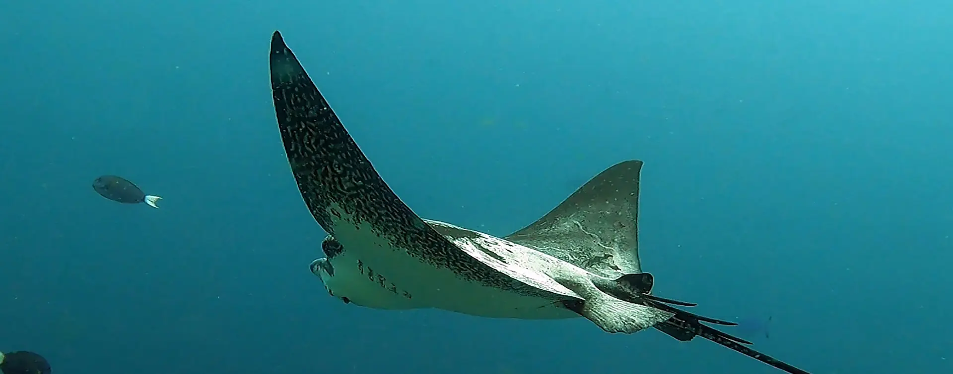 Snorkel con Rayas y de las Tortugas en Tenerife